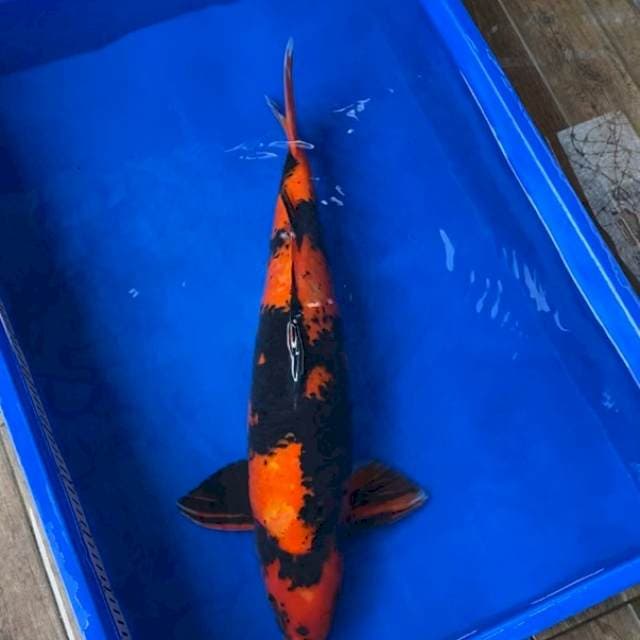Hi Utsuri Male