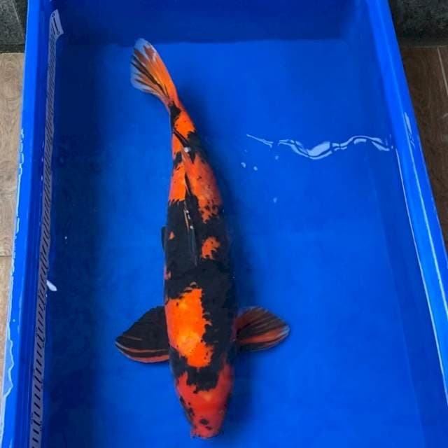 Hi Utsuri Male