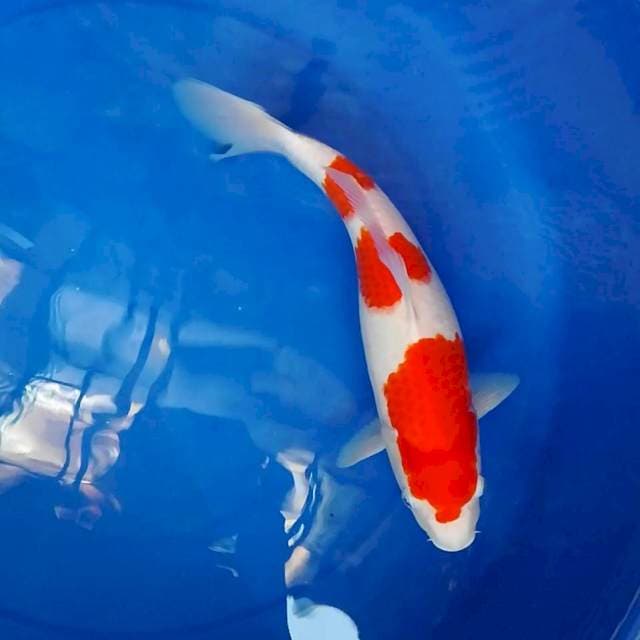 Original kohaku