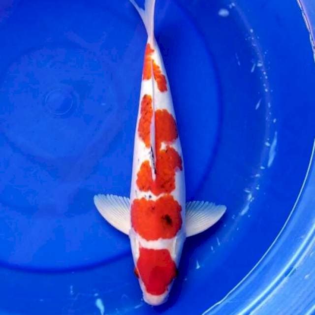 KOROMO SANKE 40 CM MALE