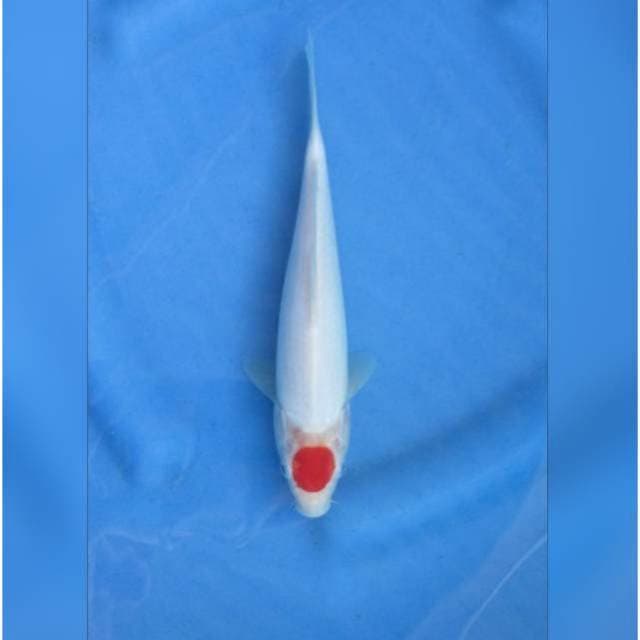 RED TANCHO KOHAKU
