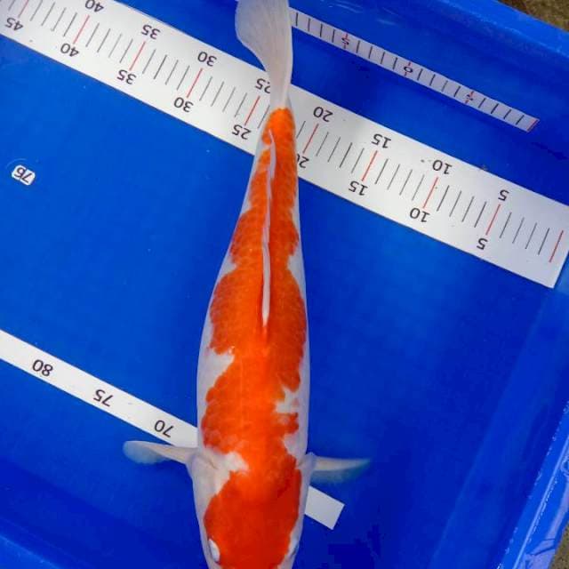 Kohaku ori