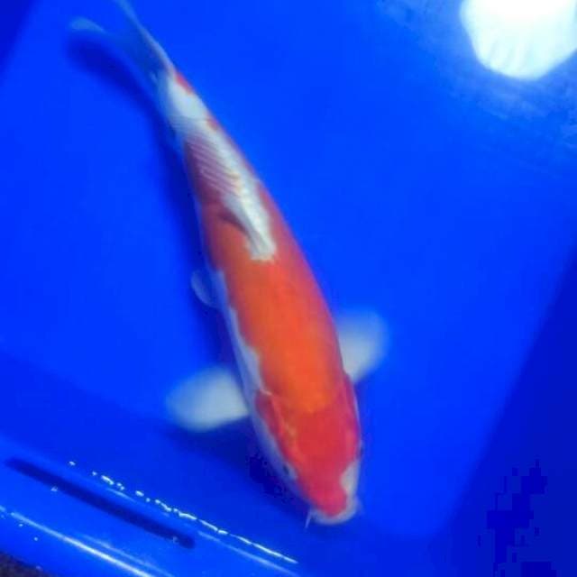 Kohaku doit 33 cm BU,