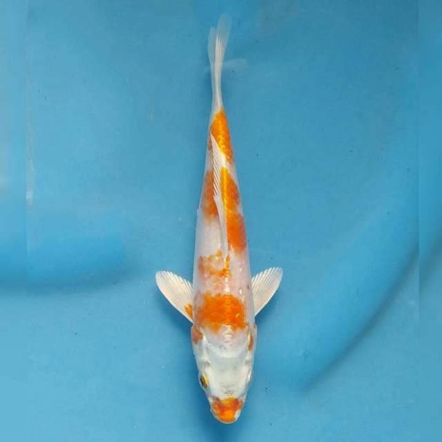 Hariwake Import non serti