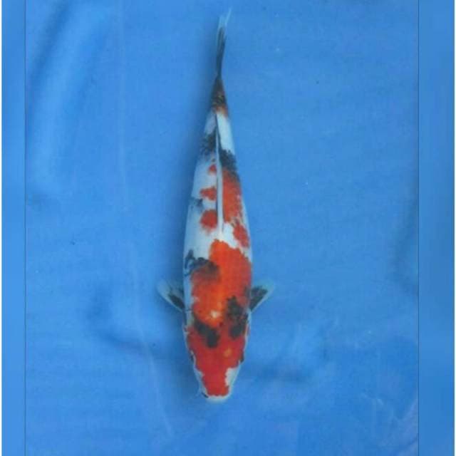 Prospek Showa Sanshoku Tategoi 29cm Female