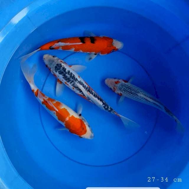 Mix 4 ekor 27-34 cm