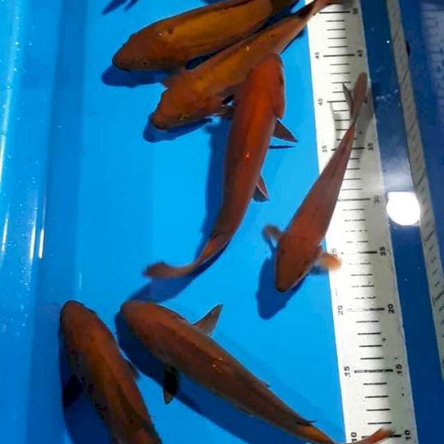 CHAGOI TEMBAGA DOITSU 21-25 CM