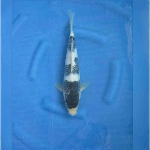 Sumi Goromo Koleksi Antik 36cm Male
