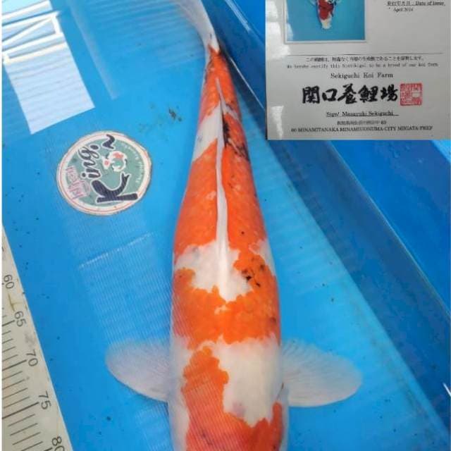 Showa 70cm import
