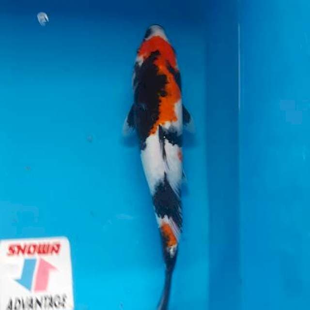 Showa jantan