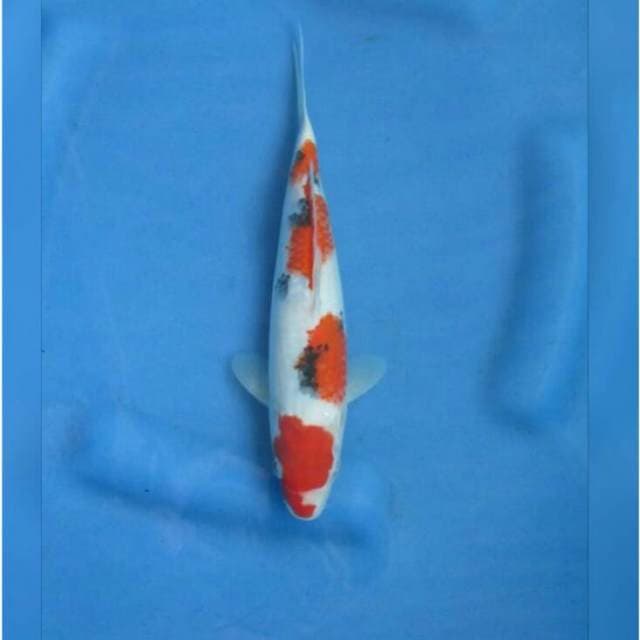 Yondan Sanke Prospek 25cm