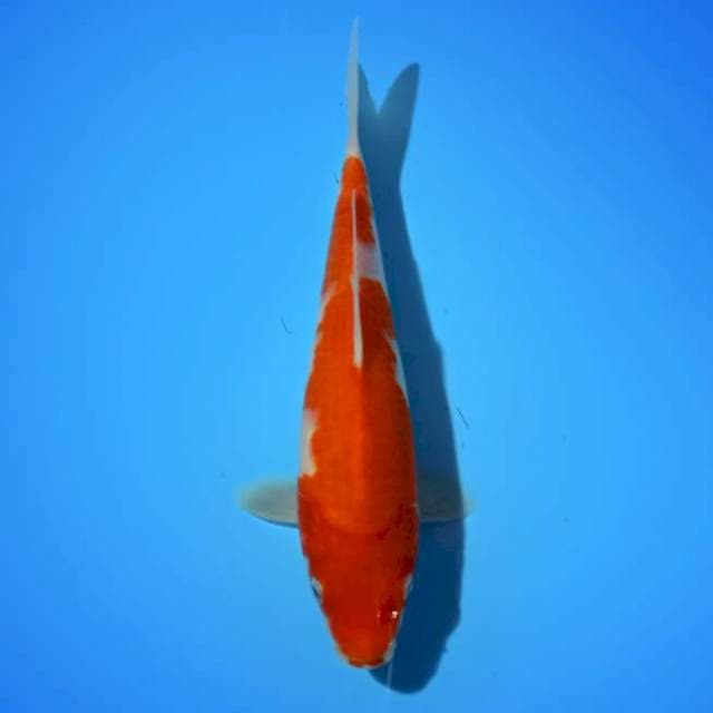 KOHAKU 25 CM