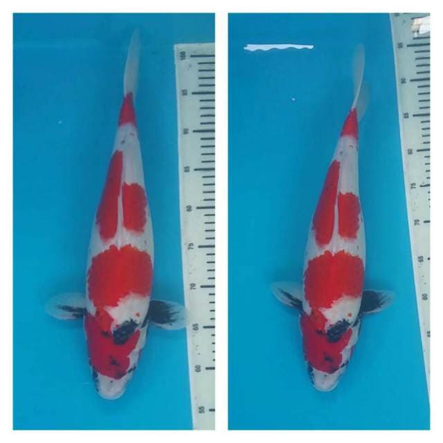 Showa F1 tategoi berpunuk bulki 45cm