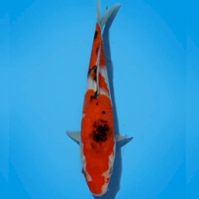 SANKE 26 CM