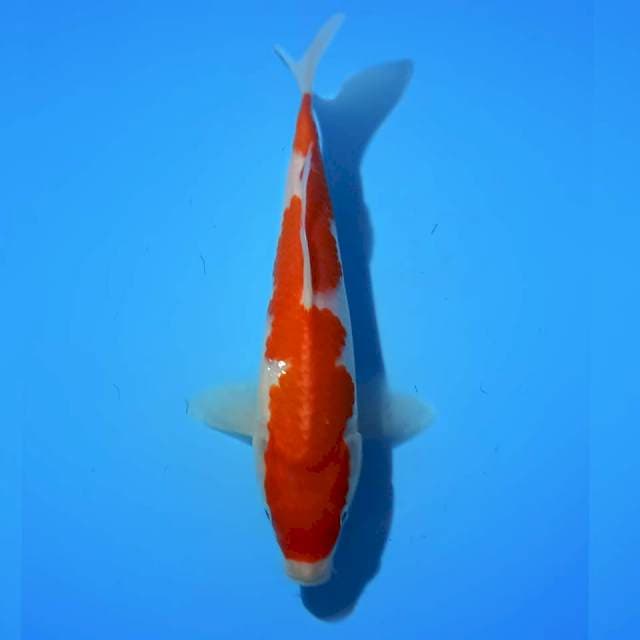 INAZUMA KOHAKU 24 CM