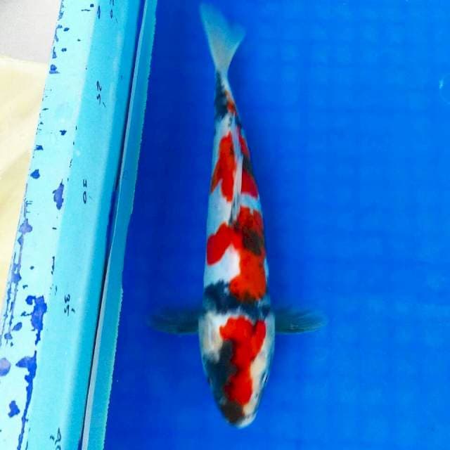 Male doitsu 25cm (original)