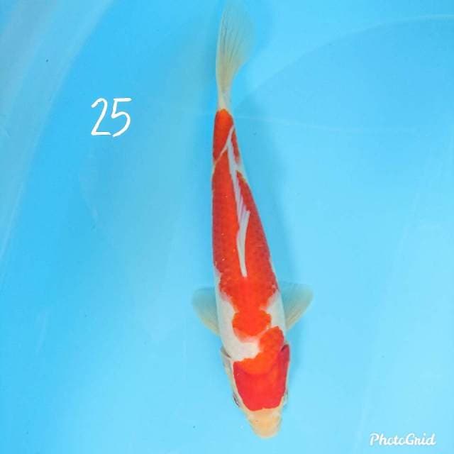 kohaku 25 cm