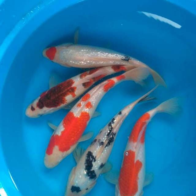 Sk paket mix
