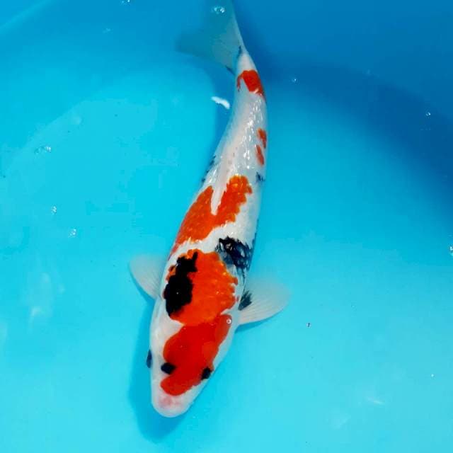 Showa 32cm