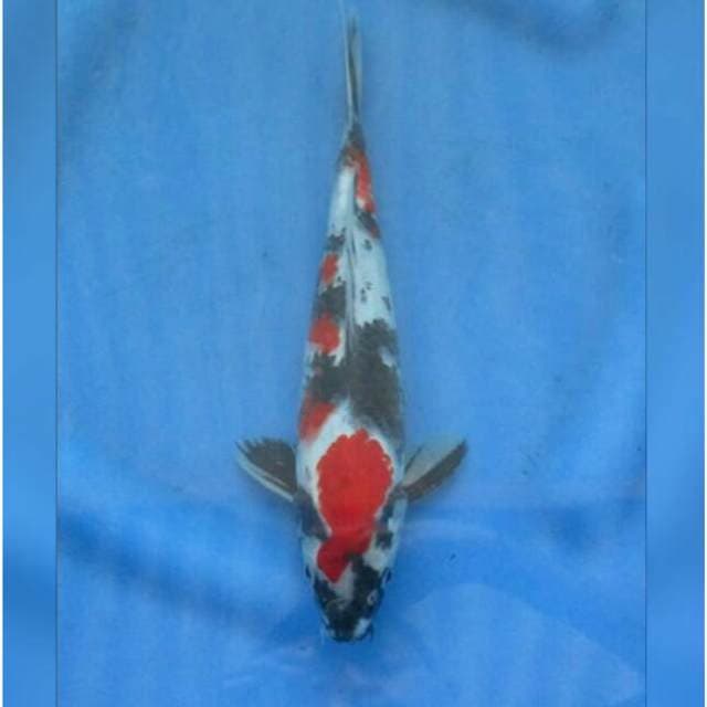 Super Red Showa Sanshoku 26cm Male