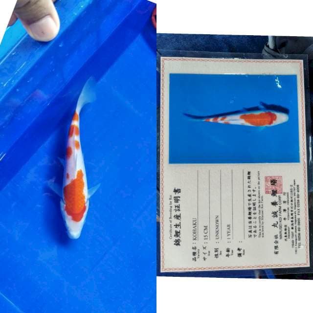 Kohaku marusei