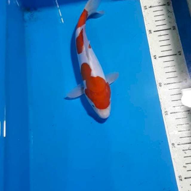 DOITSU MURNI KOHAKU 24 CM