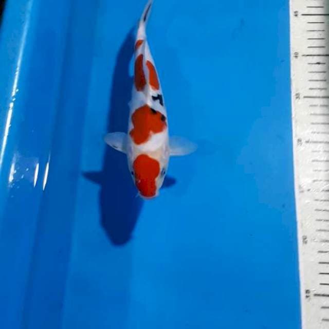 SANKE 23 CM