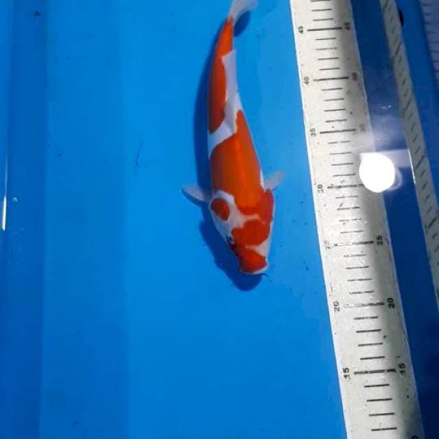 KOHAKU DOITSU MURNI 25 CM