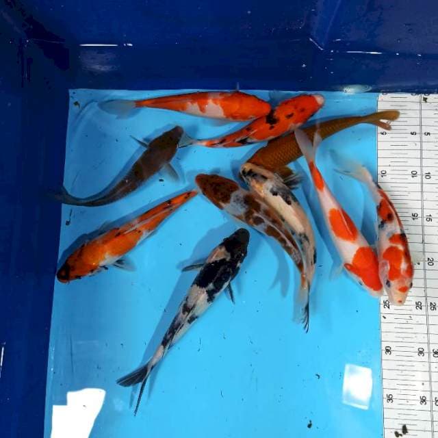 PAKET MIX 18-23 CM