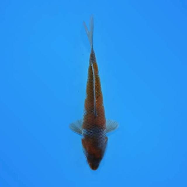 OchiBa 25 cm