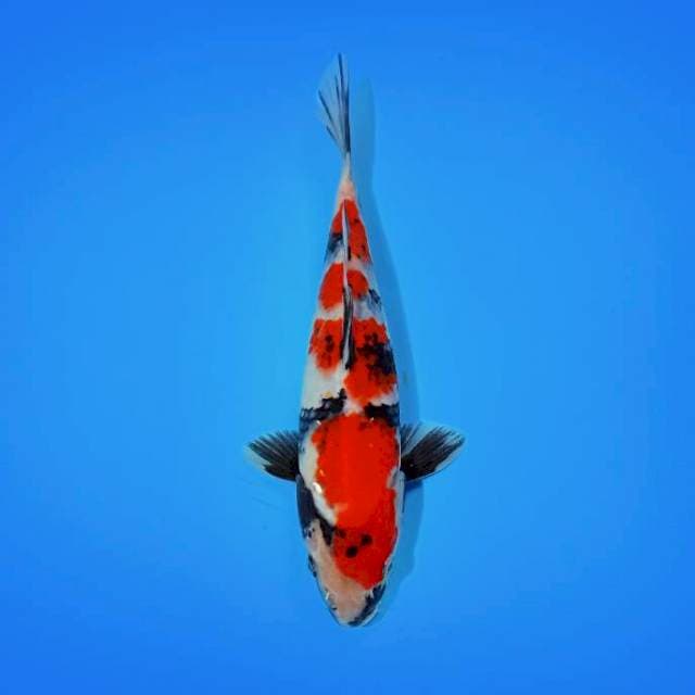 Yondan Showa Sanshoku I 27 cm