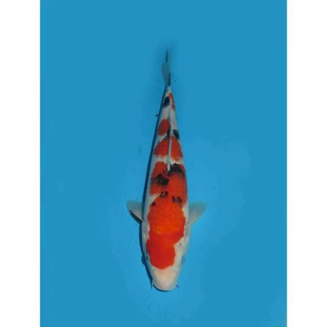 Taisho Sanke - 25cm Male
