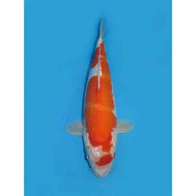 Kinsui - 27cm Female