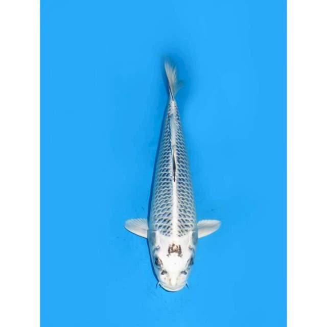 Jaring Gin Matsuba - 32cm Male