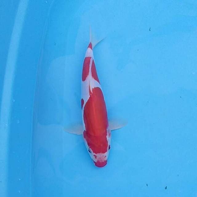 Kucibeni kohaku doit