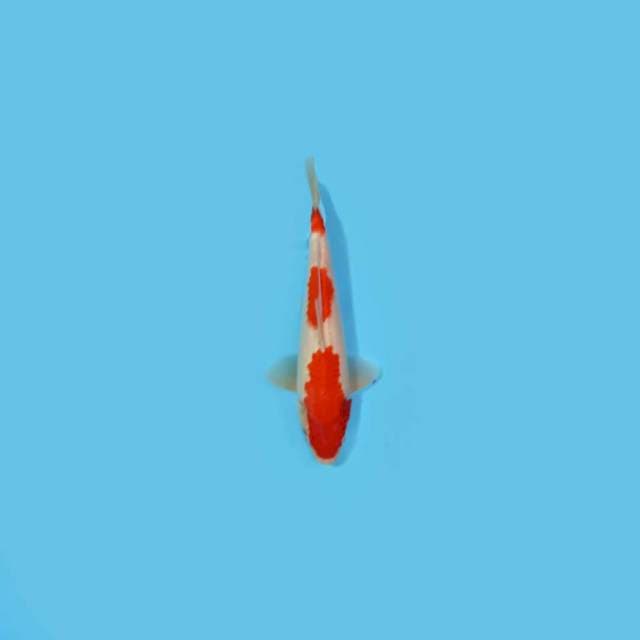 Kohaku step telu 27cm