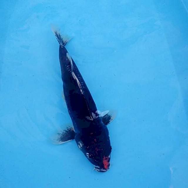 Benikumon 35cm