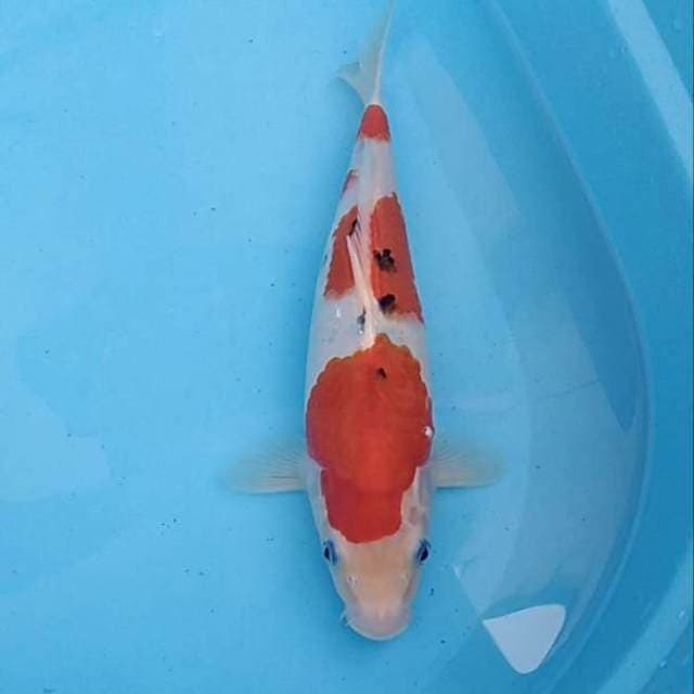 Sanke 33cm