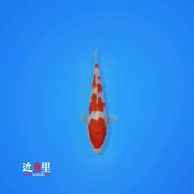 Lovely Kohaku I