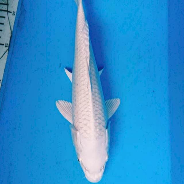 Platinum sisik