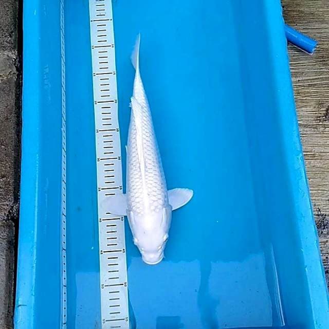 Platinum 38cm