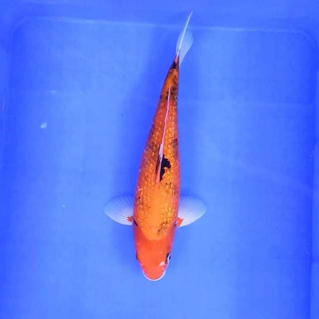 Sanke gindrin // 33cm