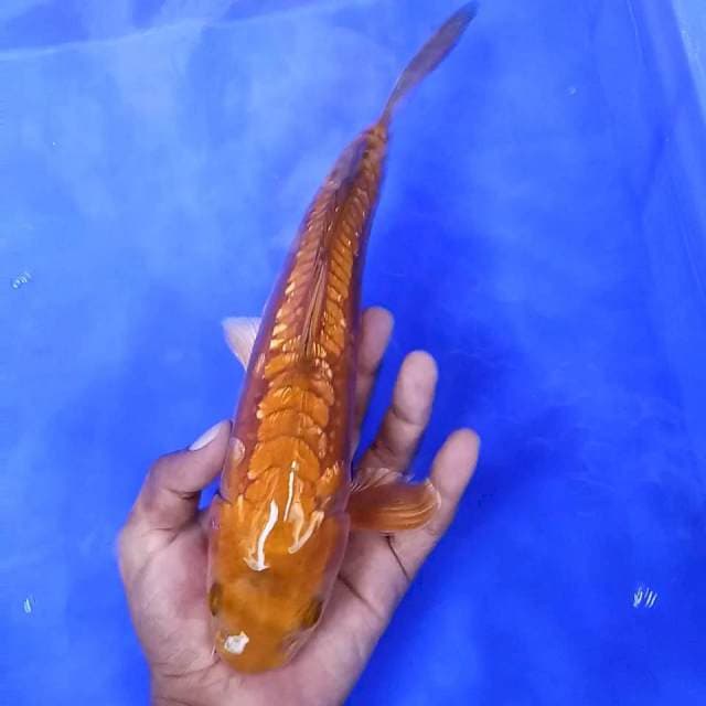 Tembaga aragoke gindrin // 29cm