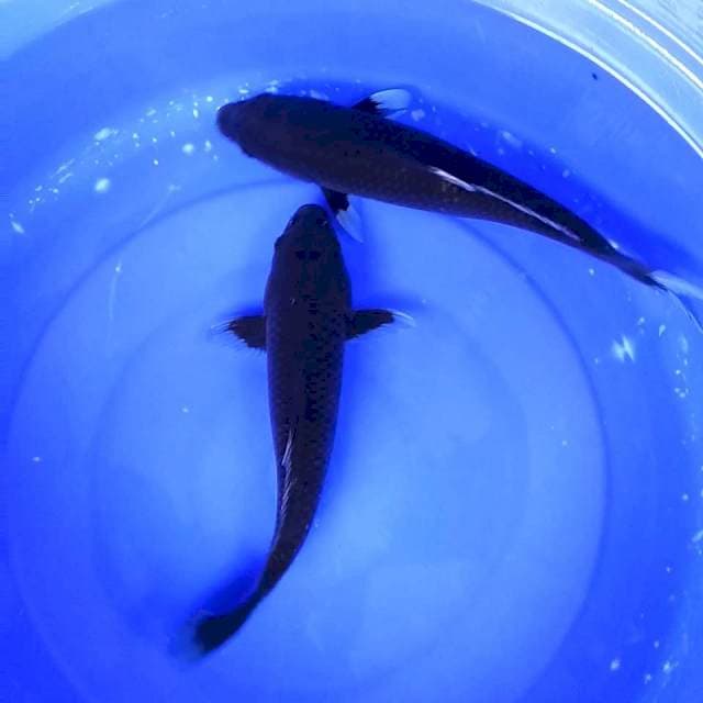 Black hajiro // 34&37cm