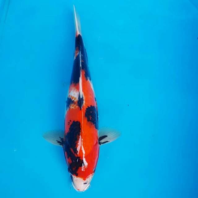 SHOWA 32CM