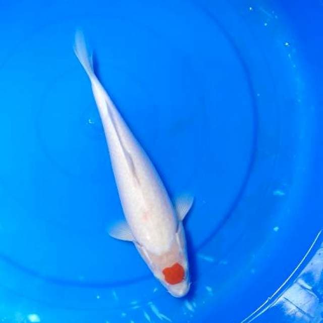 Tancho original 34 cm