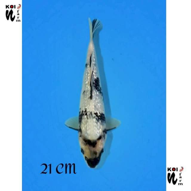 ND 1 NGENEAE