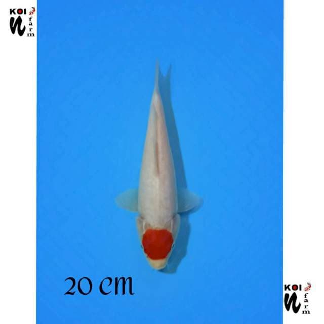 ND 3 NGENEAE