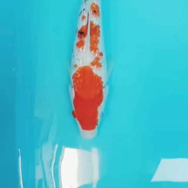 Sanke ginrin 28 cm