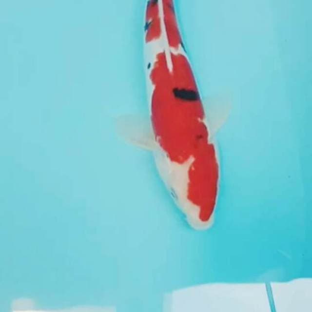 Sanke doit si merah darah 36 cm